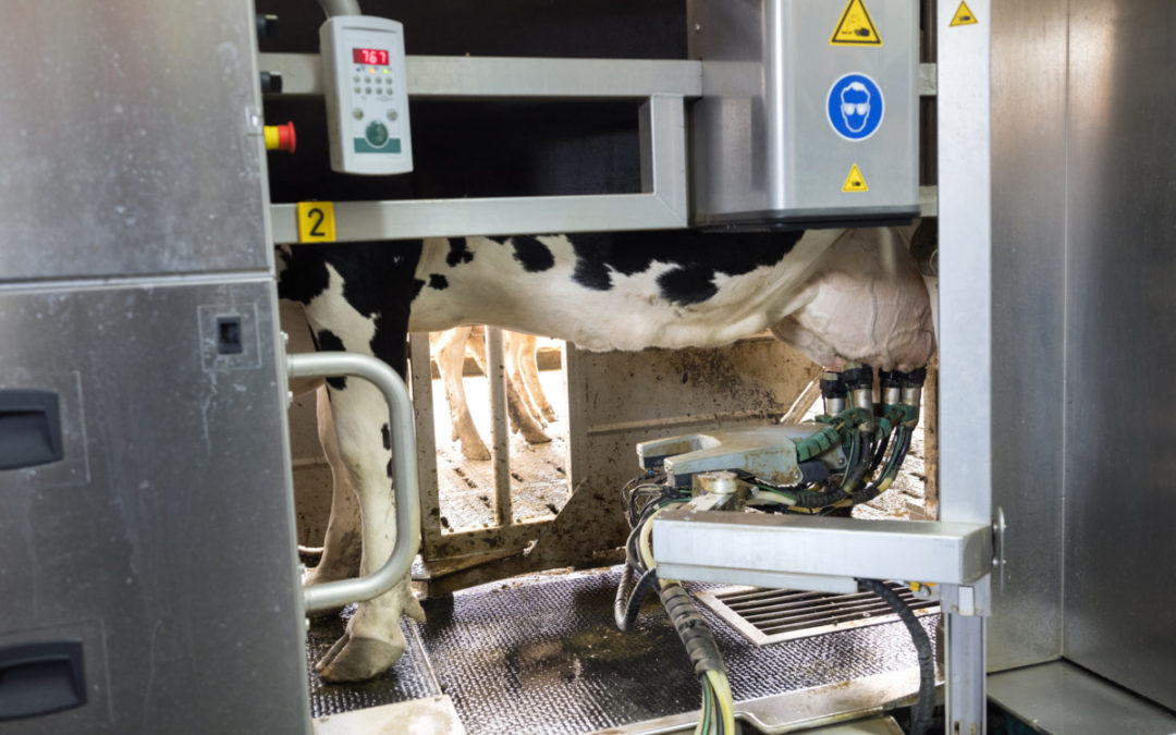 酪農自動化ロボット用途 のステンレススチールベルト